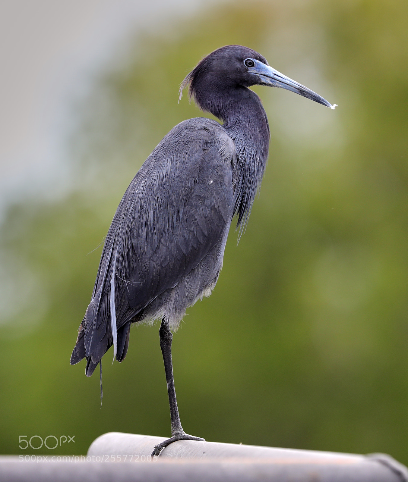 Canon EOS-1D X Mark II sample photo. 04-29-18-0015238.jpg photography