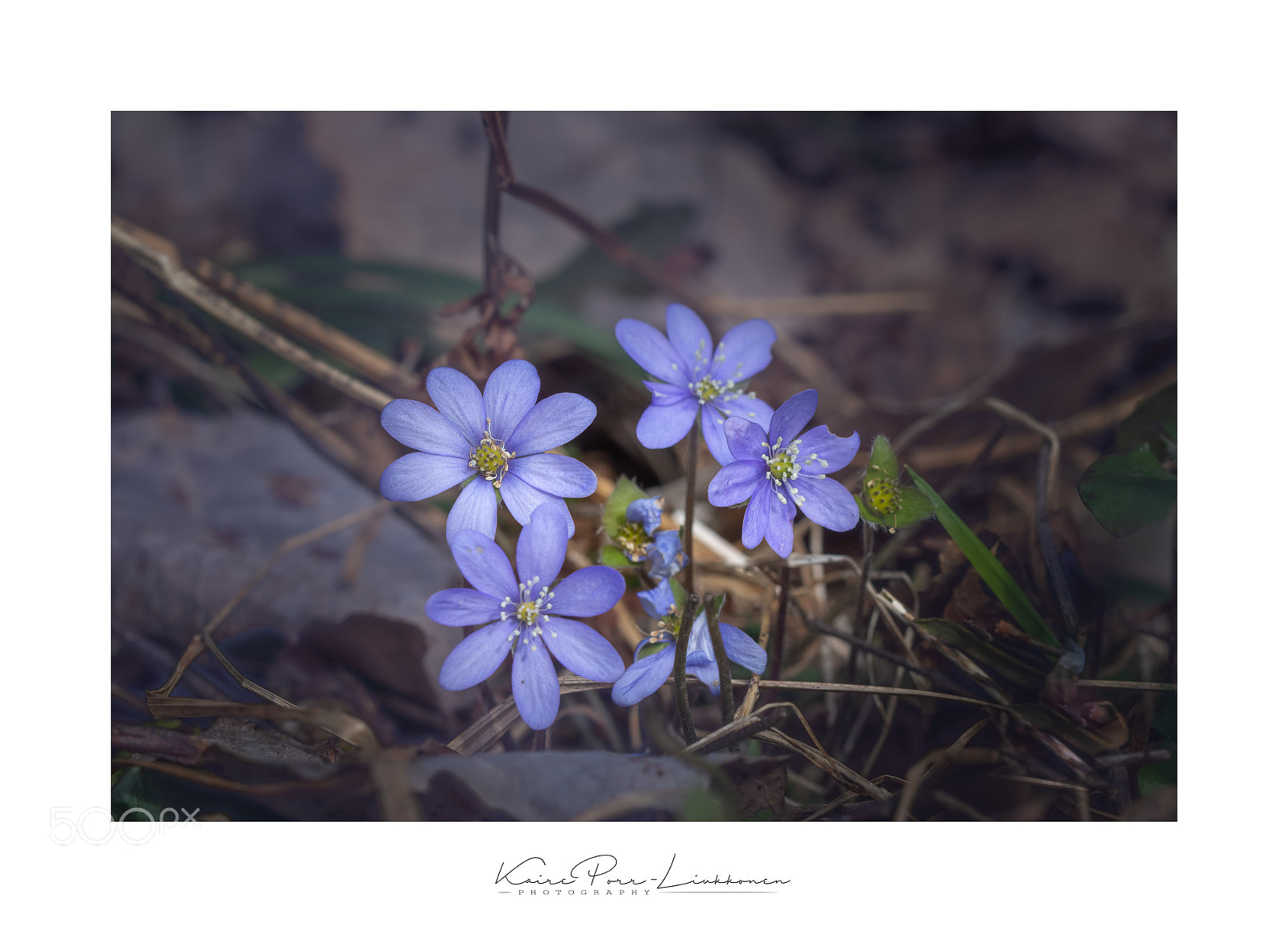 Sony SLT-A77 sample photo. Hepatica photography