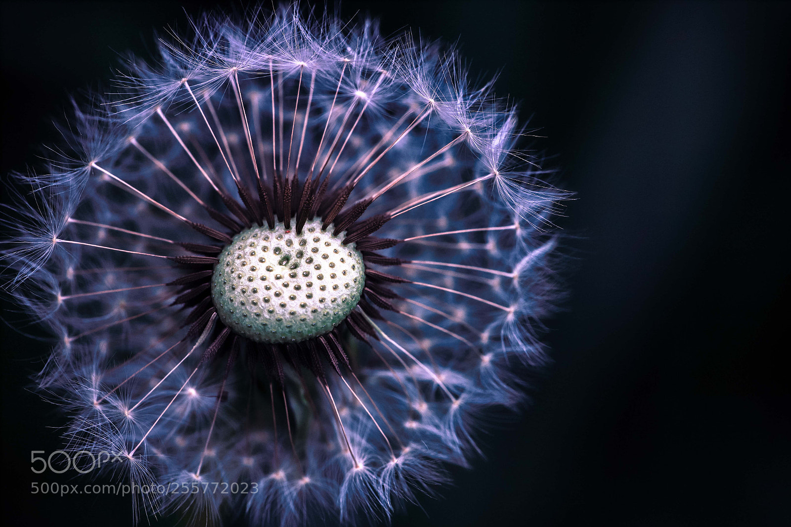 Canon EOS 6D Mark II sample photo. Heart of dandelion... photography