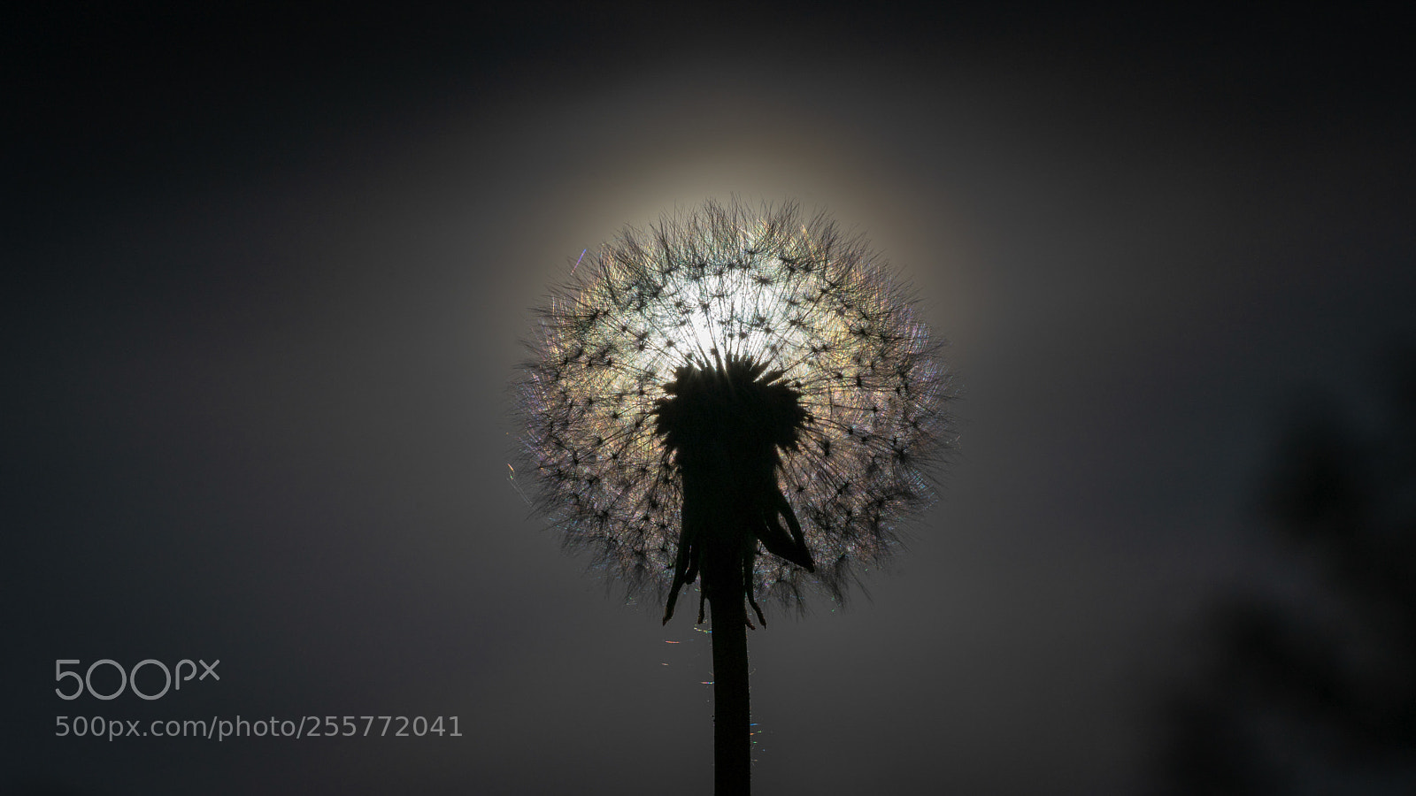Sony a7 II sample photo. Gegenlicht photography