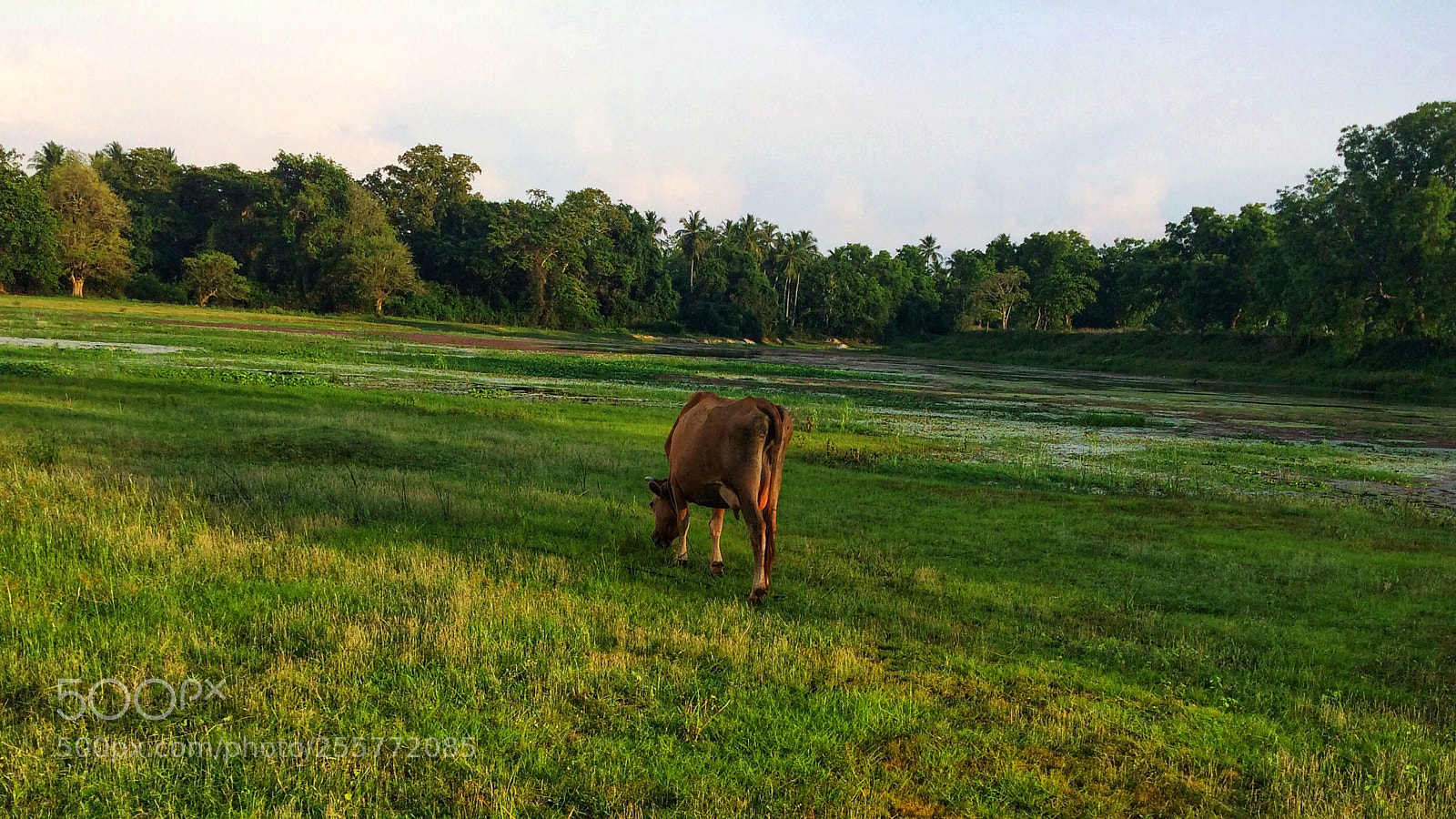 Apple iPhone 5s sample photo. Cow photography