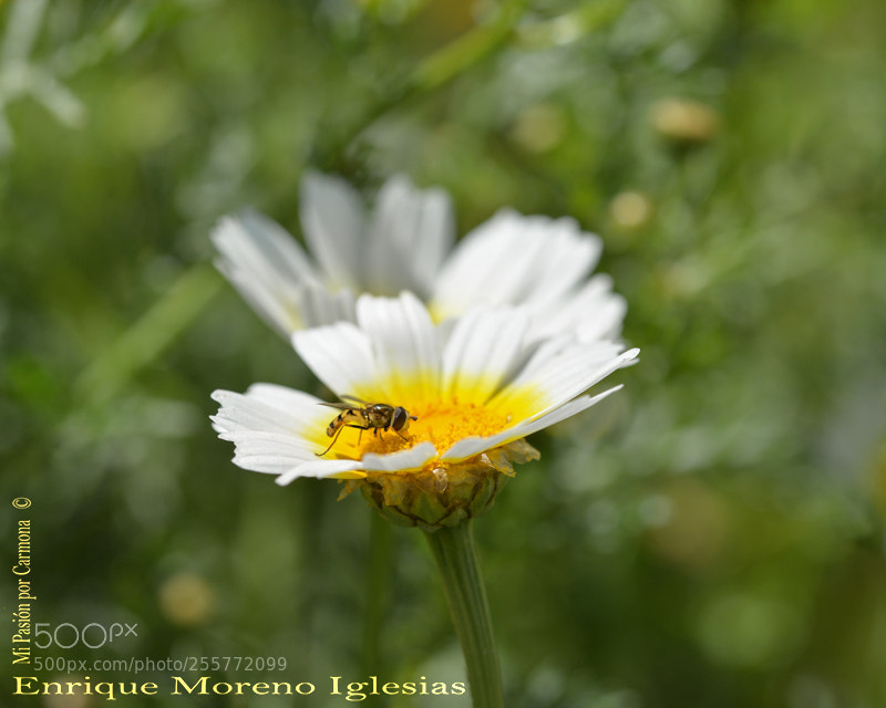 Nikon D610 sample photo. Emi photography