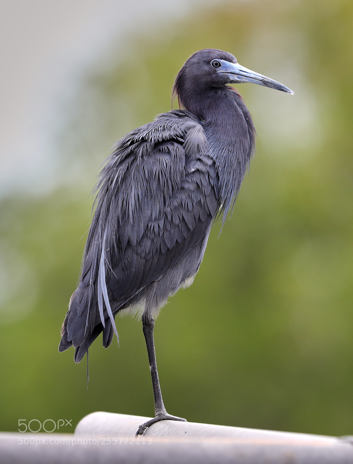 Canon EOS-1D X Mark II sample photo. 04-29-18-0015234.jpg photography
