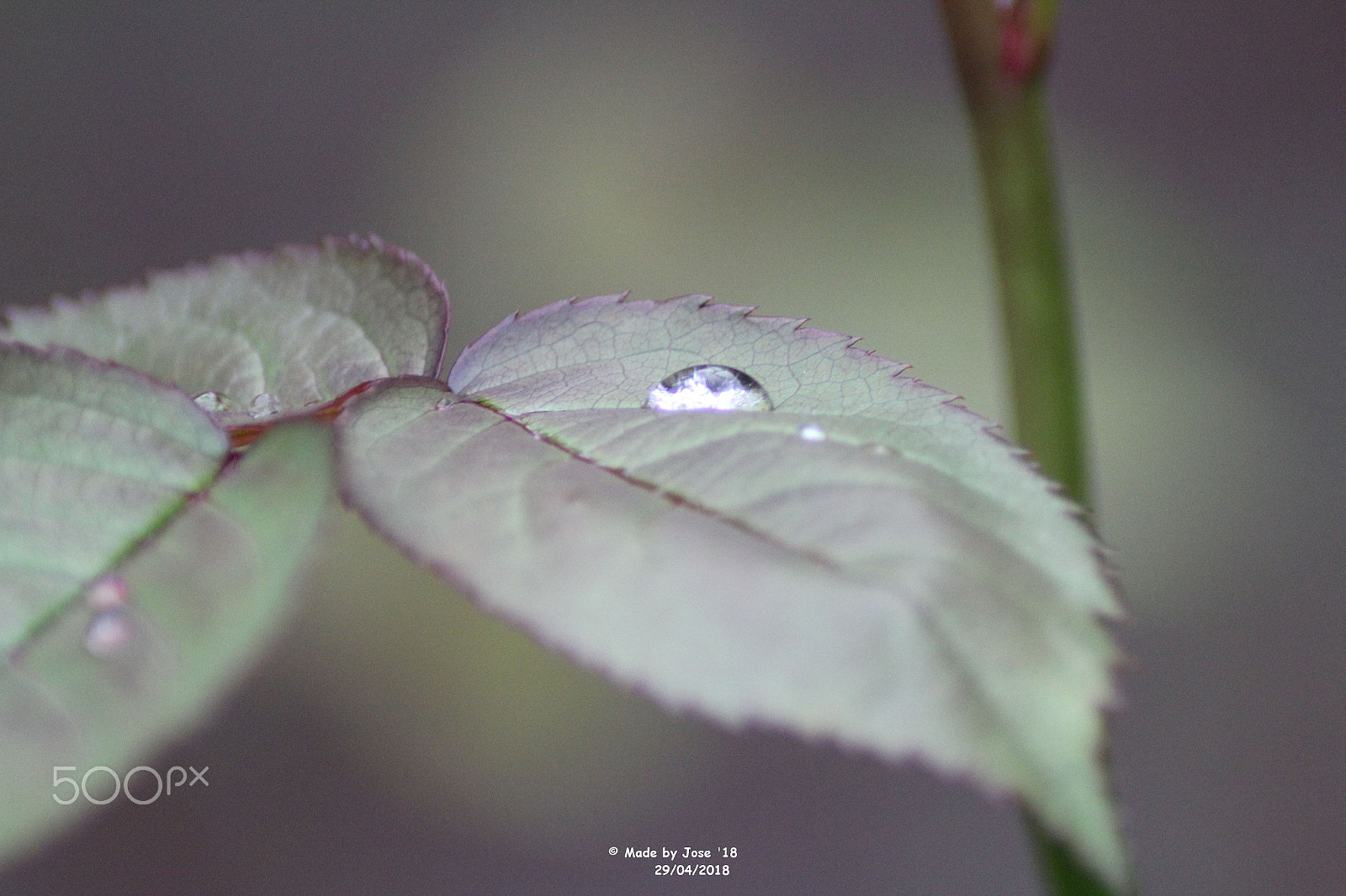 Canon EOS 550D (EOS Rebel T2i / EOS Kiss X4) + Tamron AF 70-300mm F4-5.6 Di LD Macro sample photo. Raindrop on a leaf photography