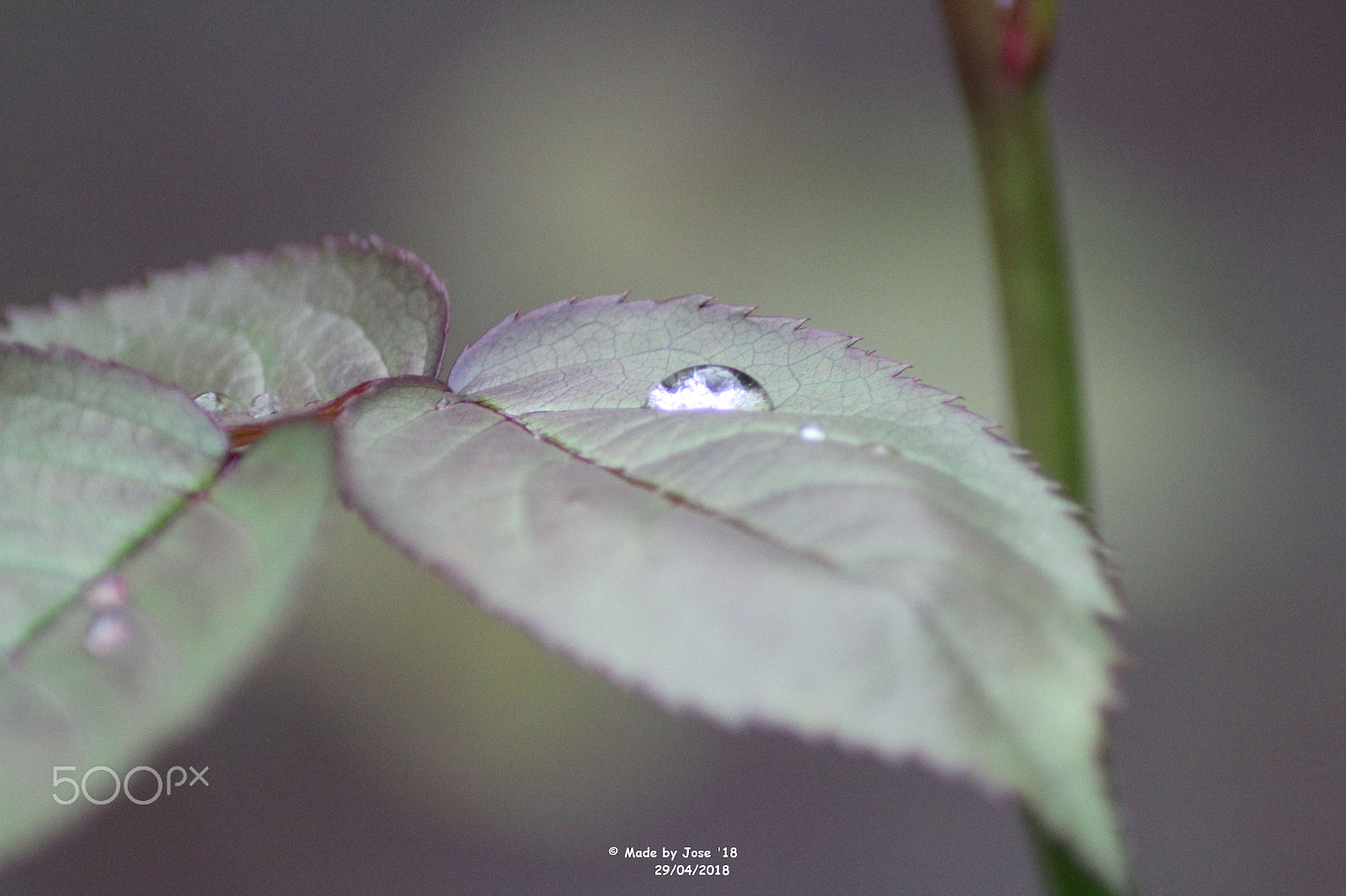 Canon EOS 550D (EOS Rebel T2i / EOS Kiss X4) sample photo. Raindrop on a leaf photography