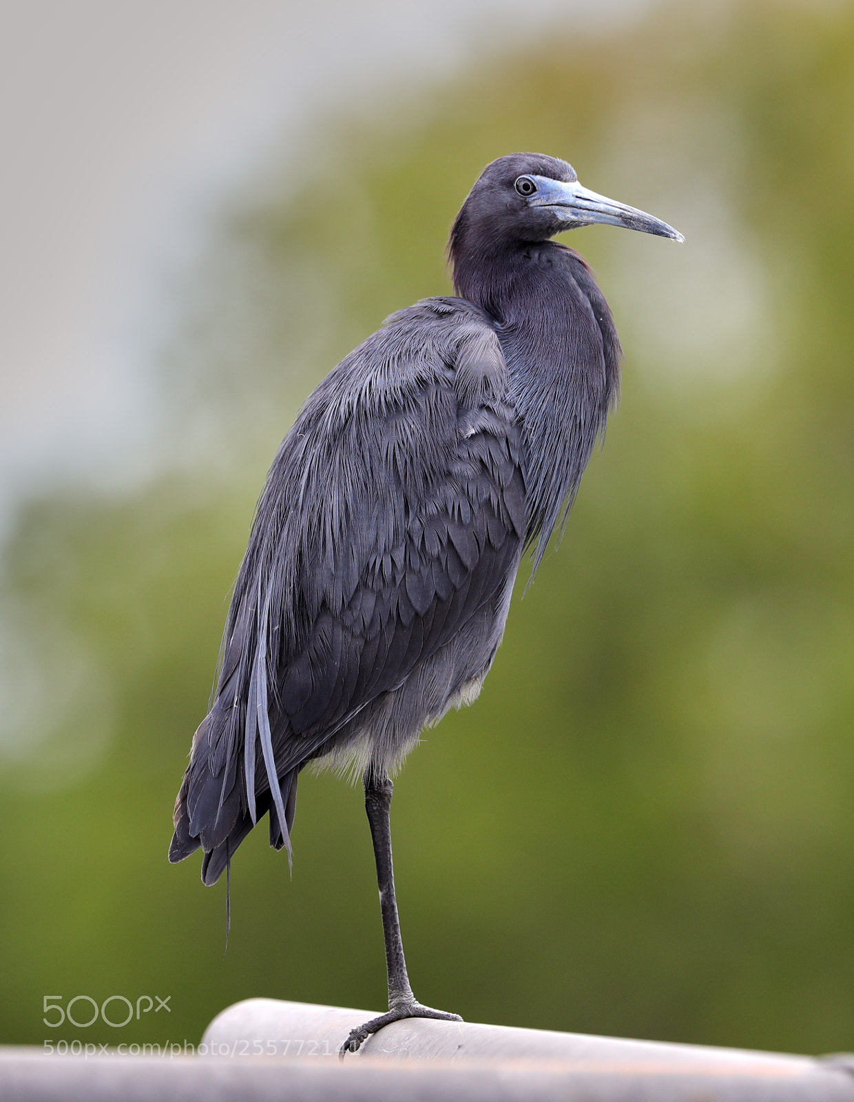 Canon EOS-1D X Mark II sample photo. 04-29-18-0015233.jpg photography