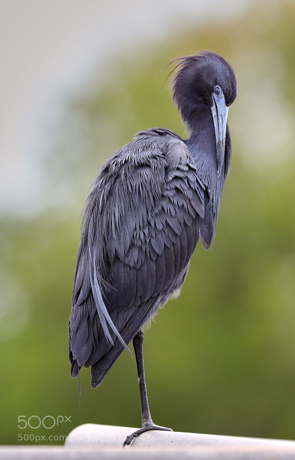 Canon EOS-1D X Mark II sample photo. 04-29-18-0015232.jpg photography