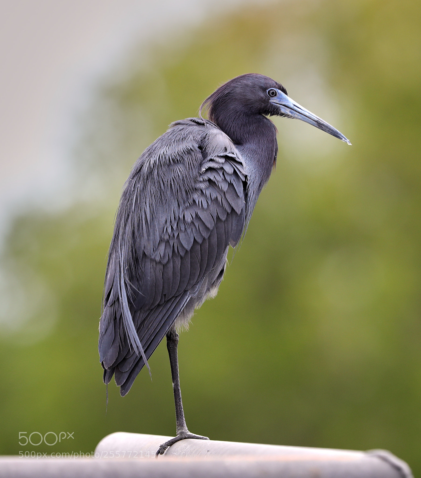 Canon EOS-1D X Mark II sample photo. 04-29-18-0015231.jpg photography