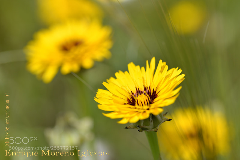 Nikon D610 sample photo. Emi photography