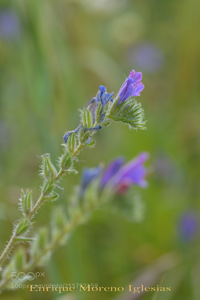 Nikon D610 sample photo. Emi photography