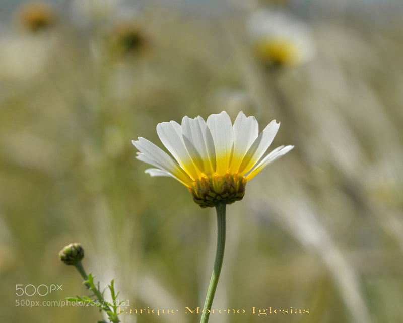 Nikon D610 sample photo. Emi photography