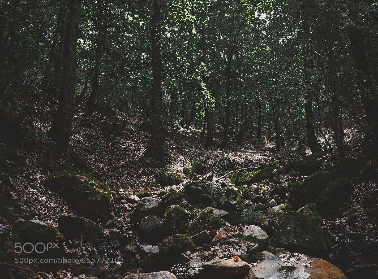 Nikon D3300 sample photo. Forest addict photography