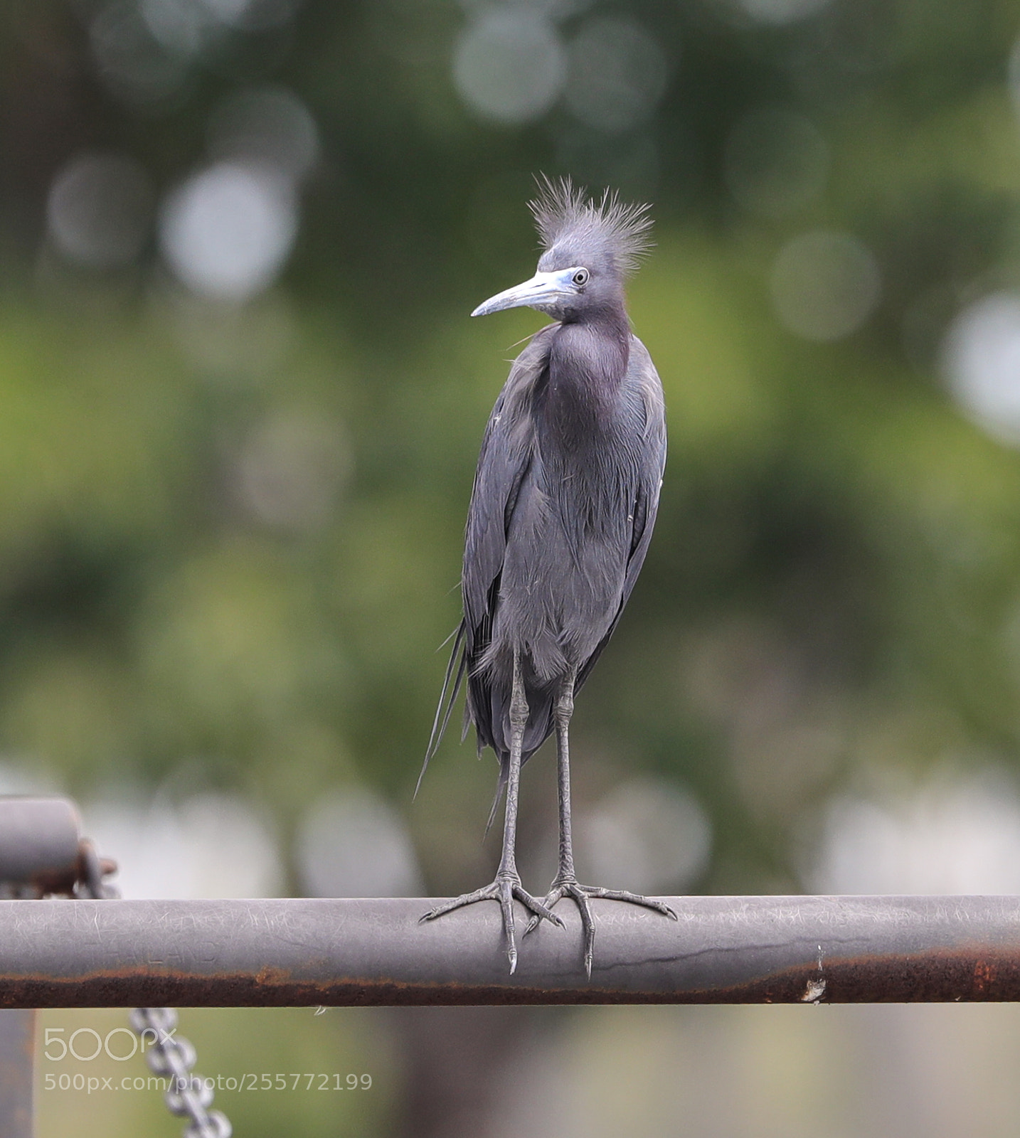 Canon EOS-1D X Mark II sample photo. 04-29-18-0015228.jpg photography