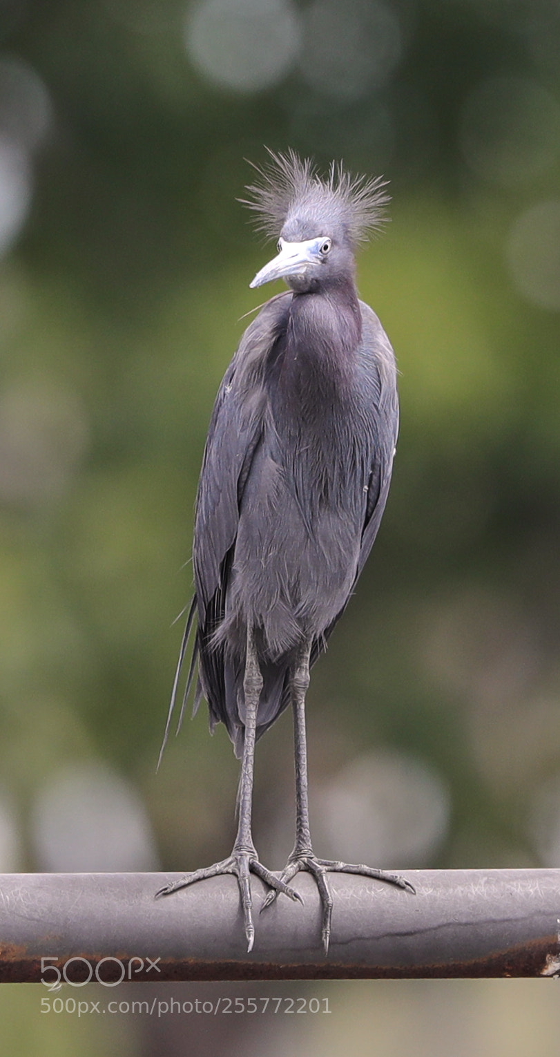 Canon EOS-1D X Mark II sample photo. 04-29-18-0015227.jpg photography