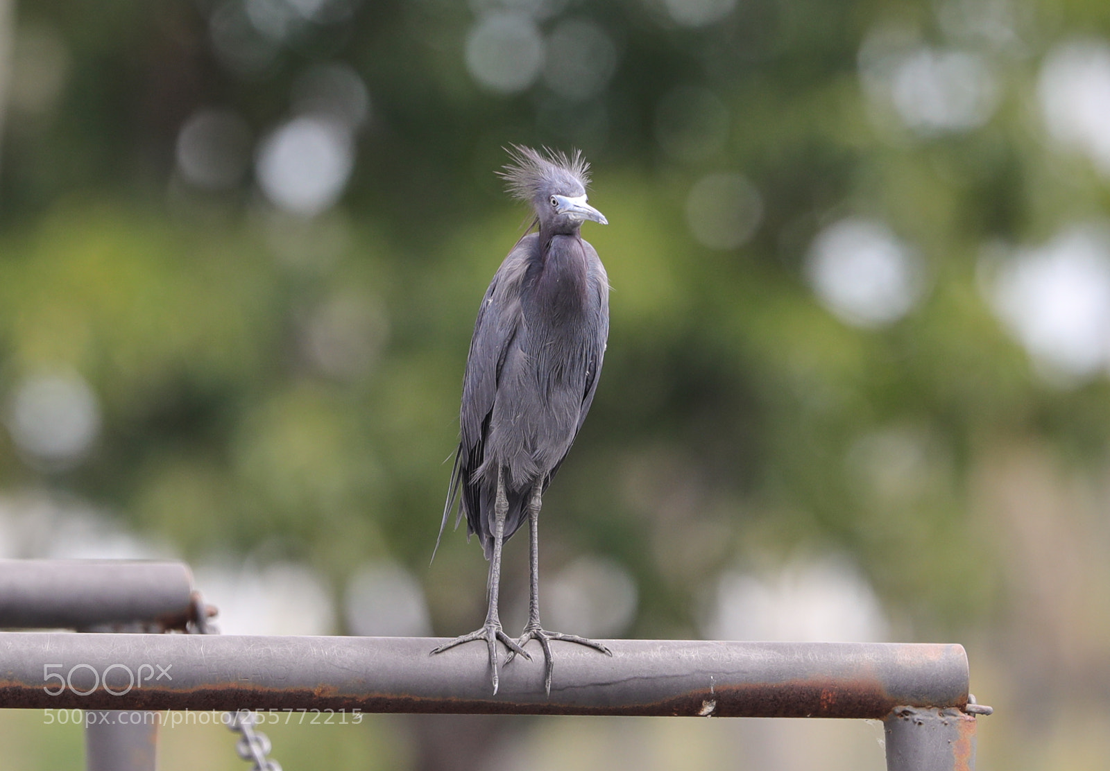 Canon EOS-1D X Mark II sample photo. 04-29-18-0015226.jpg photography