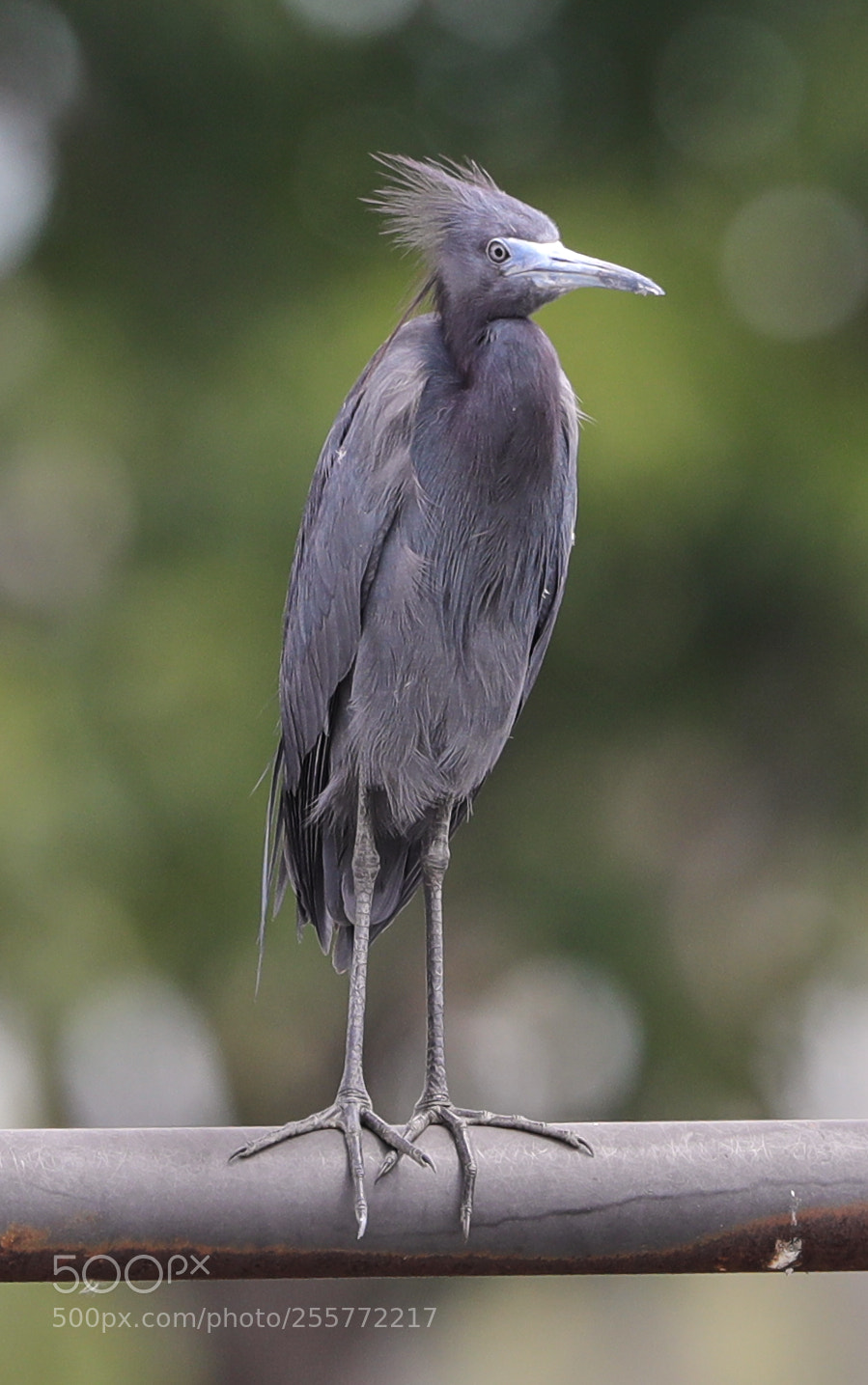 Canon EOS-1D X Mark II sample photo. 04-29-18-0015225.jpg photography