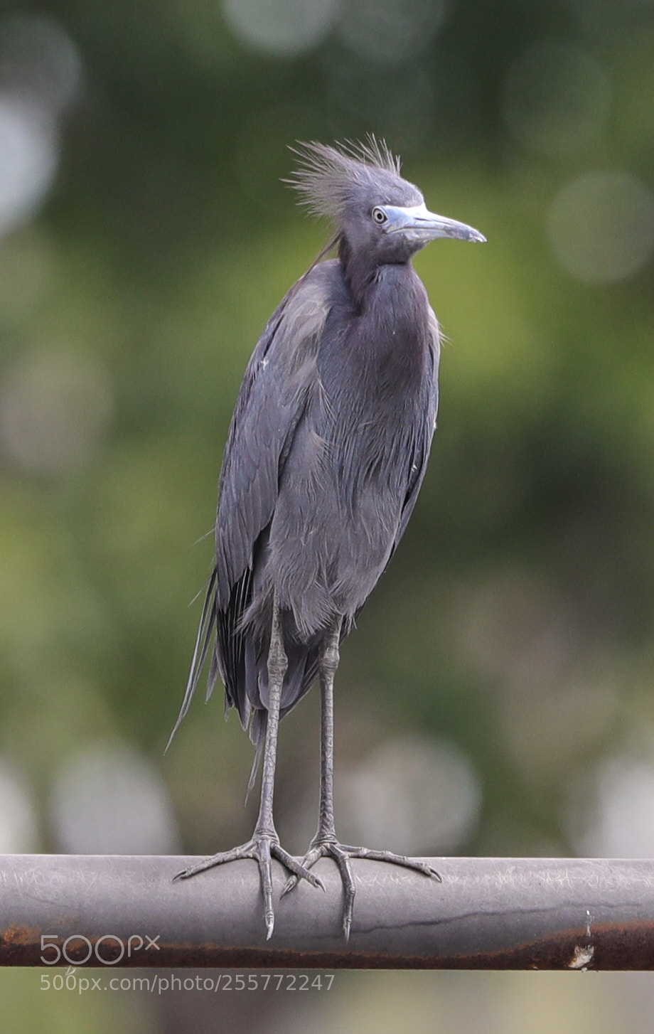 Canon EOS-1D X Mark II sample photo. 04-29-18-0015224.jpg photography