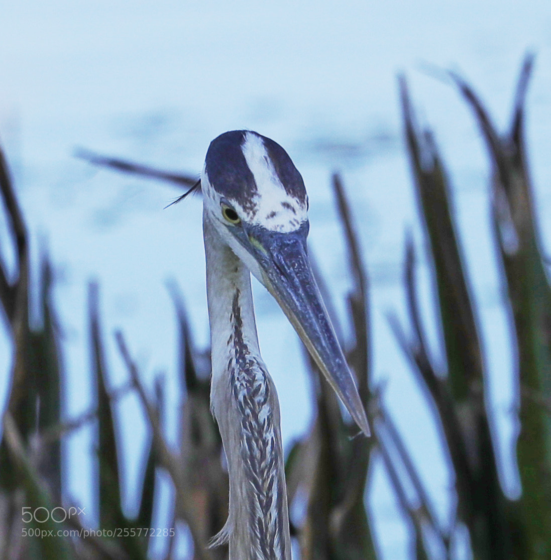 Canon EOS-1D X Mark II sample photo. 04-28-18-0015012.jpg photography