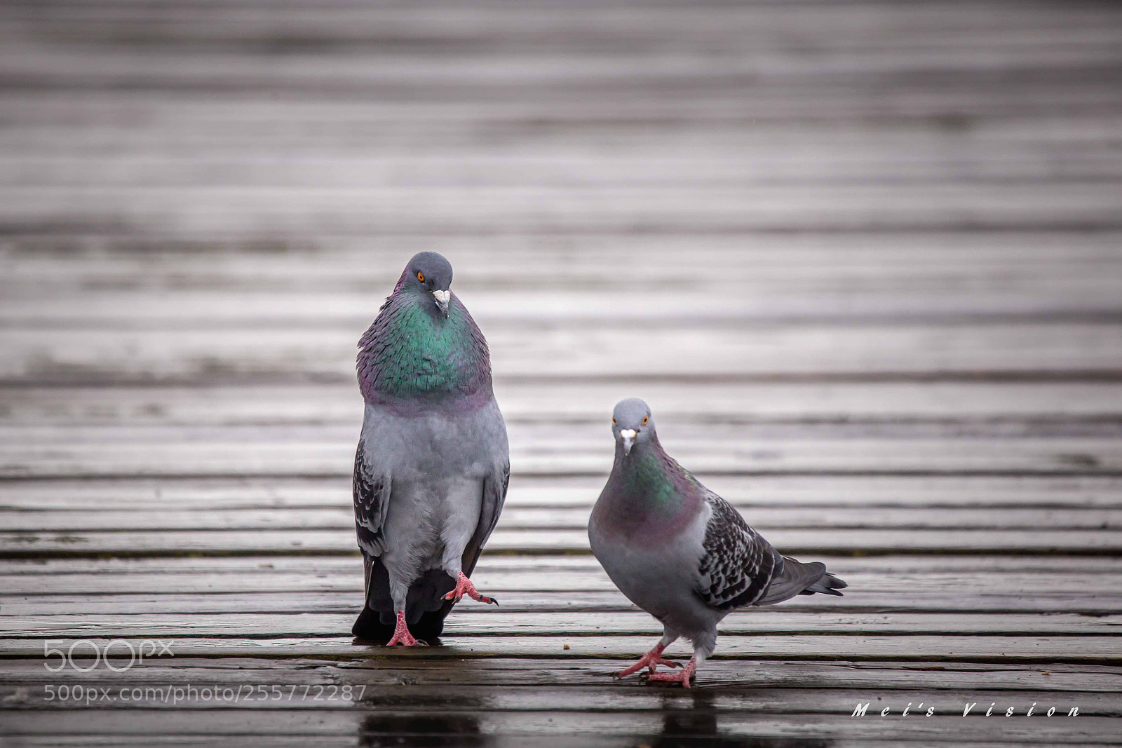 Canon EOS 6D sample photo. Pigeon buddy  photography