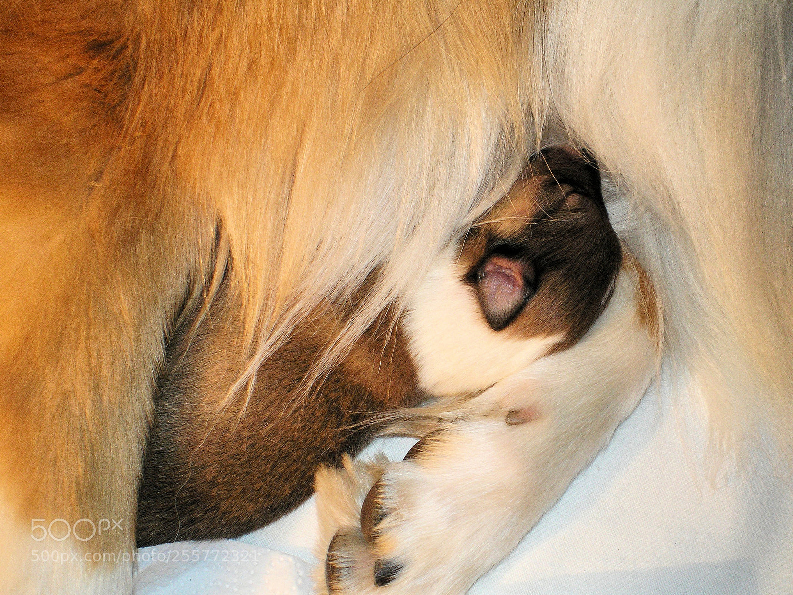 Sony DSC-H3 sample photo. Mommy's arms photography