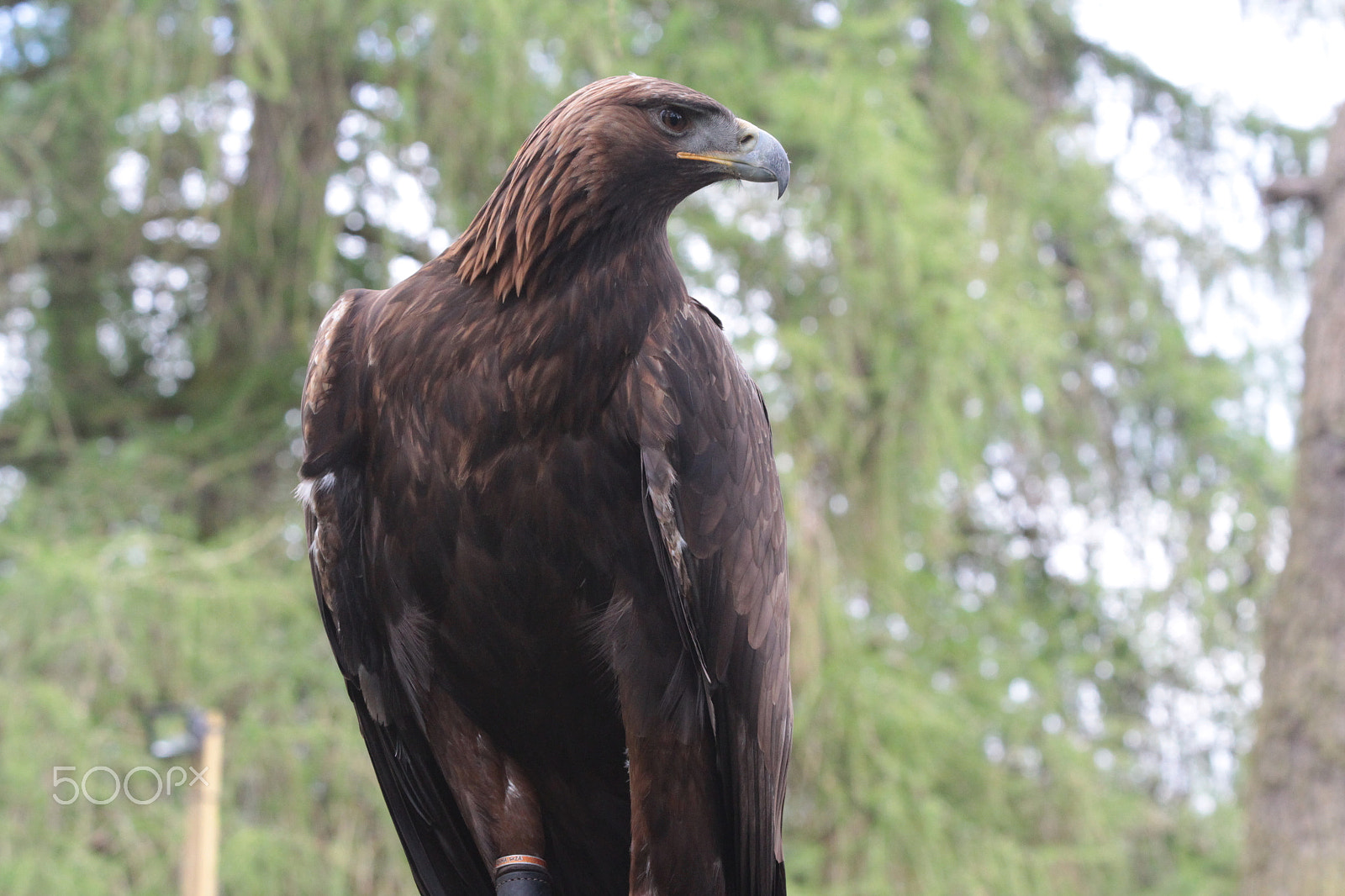 Canon EF 70-300mm F4-5.6 IS USM sample photo. On the hunt photography