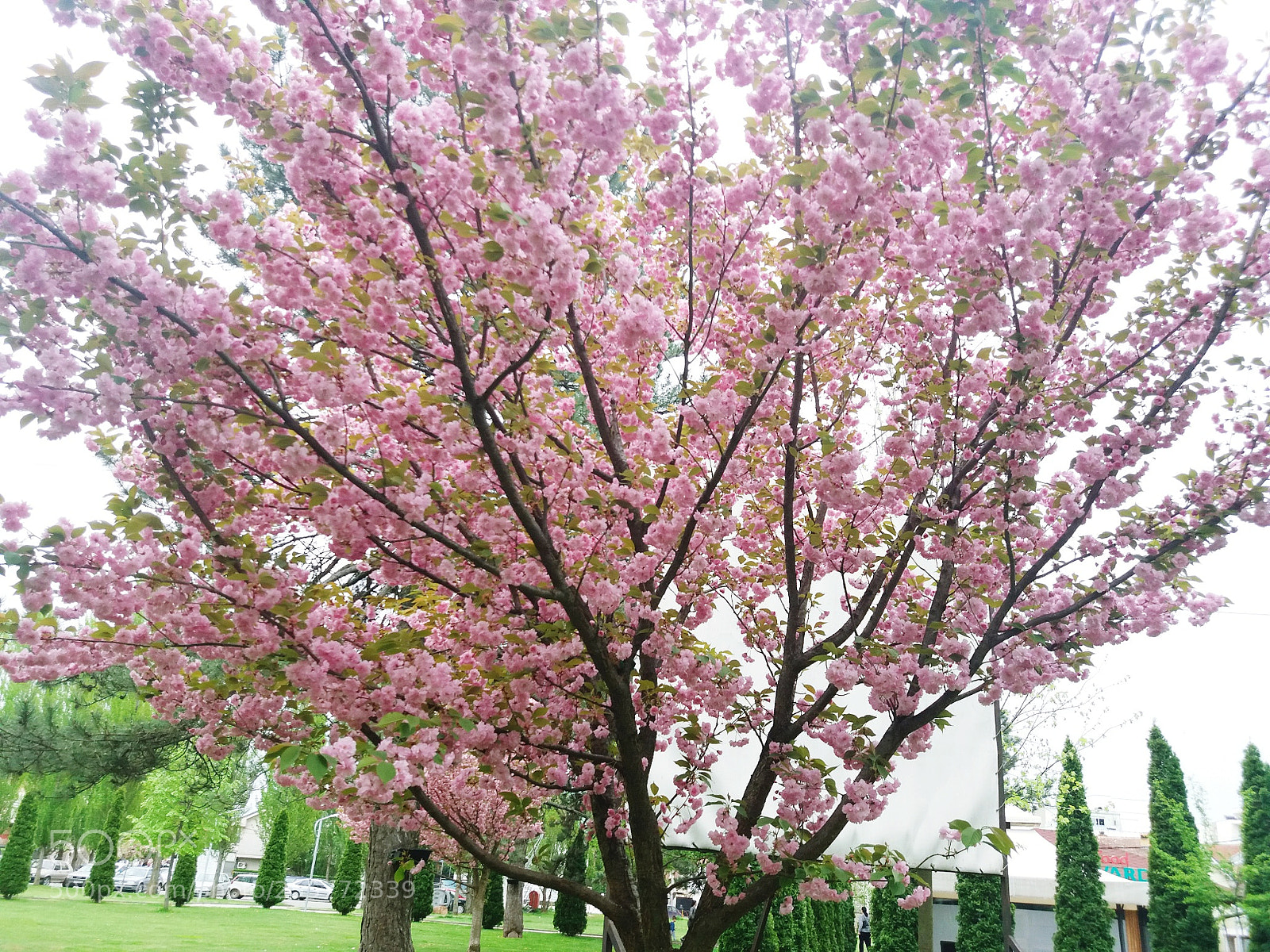 Samsung Galaxy J5(2016) sample photo. Springy photography