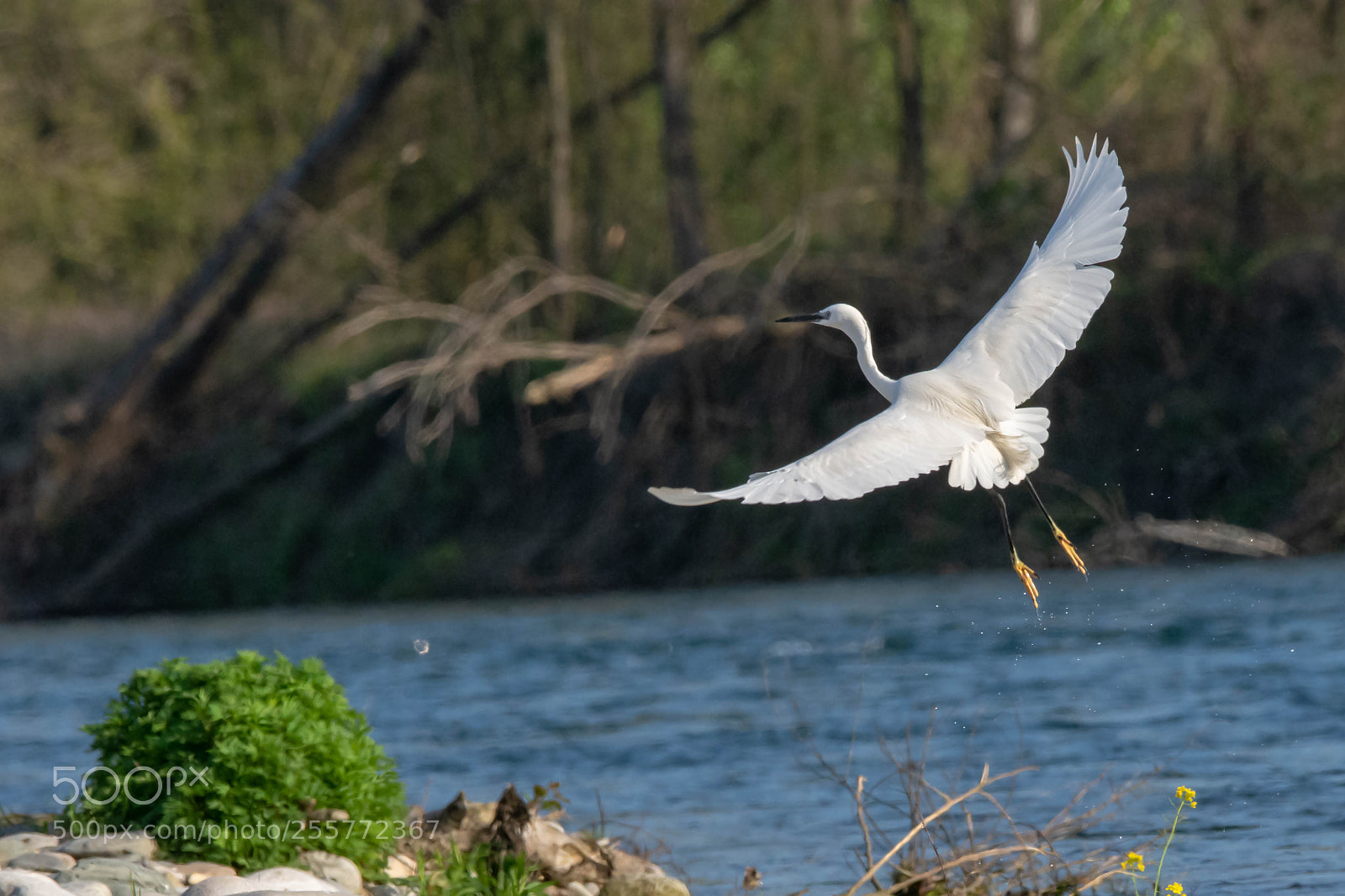 Nikon D7200 sample photo. Garzetta photography