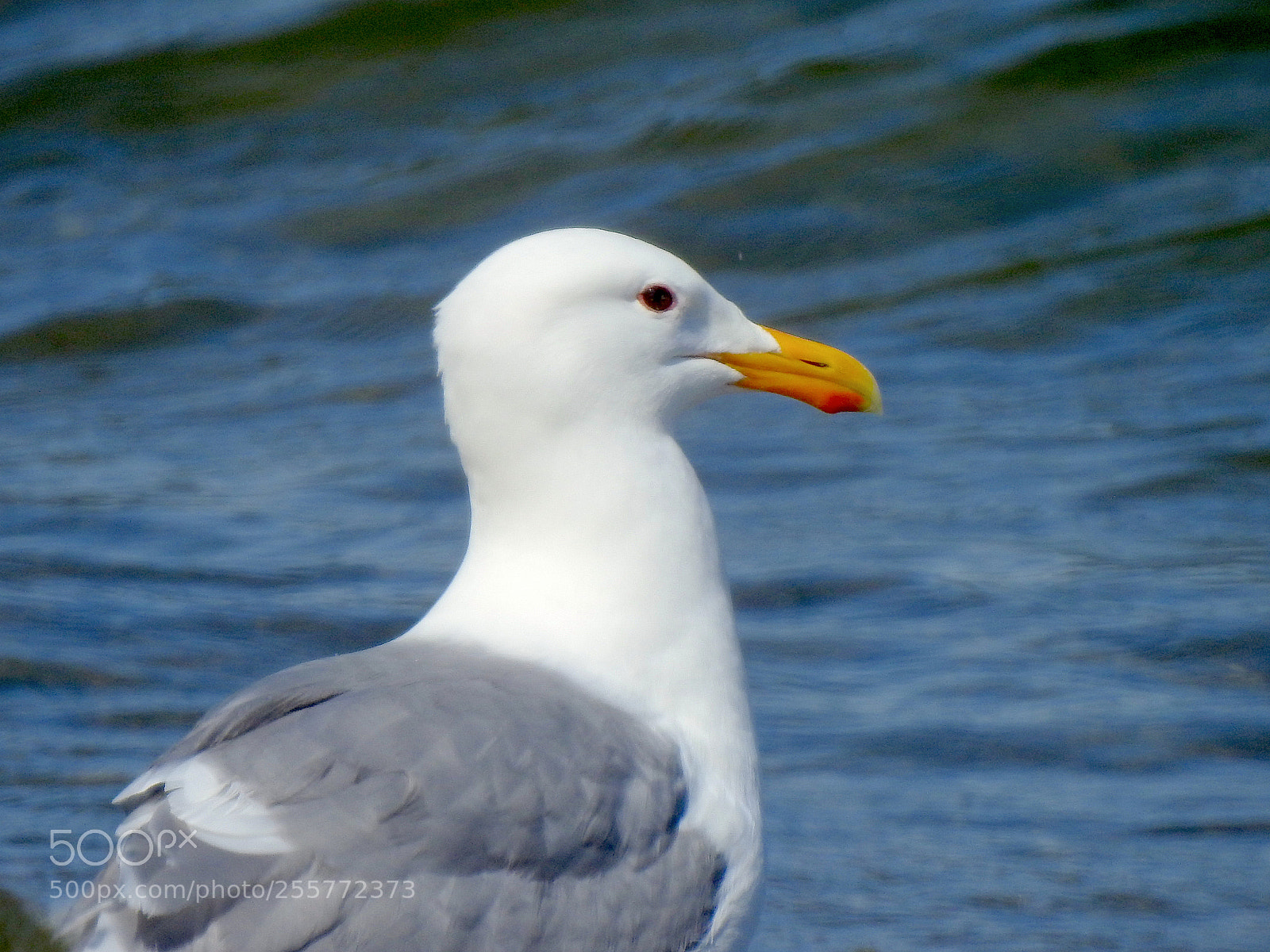 Nikon Coolpix P900 sample photo. Gw gull photography