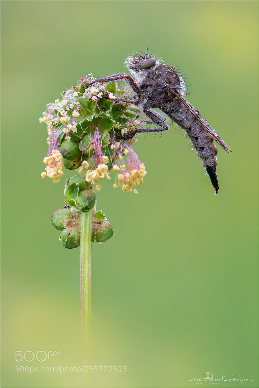 Nikon D850 sample photo. Robberfly photography