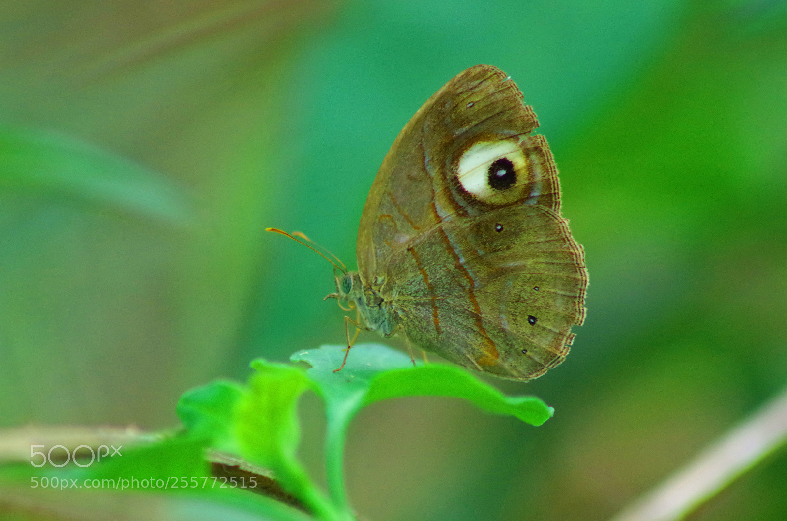 Pentax K-500 sample photo. Glad eye bushbrown ! photography
