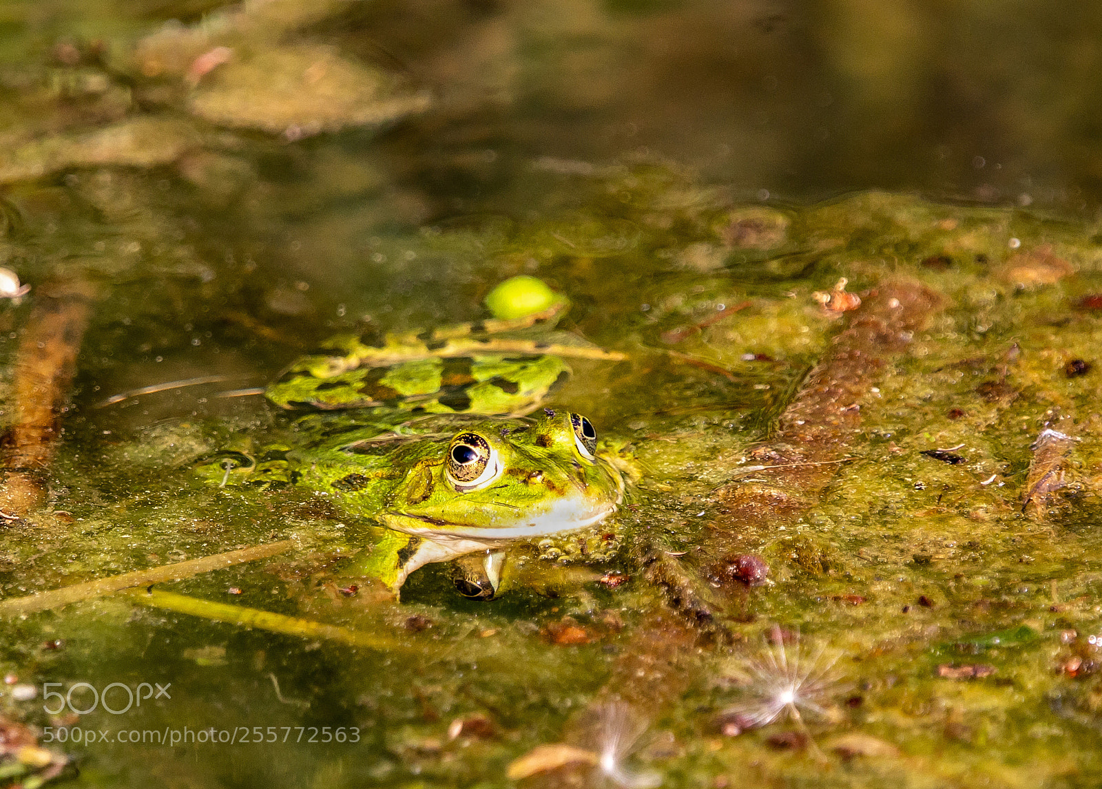 Canon EOS 60D sample photo. Kleiner wasserfrosch photography