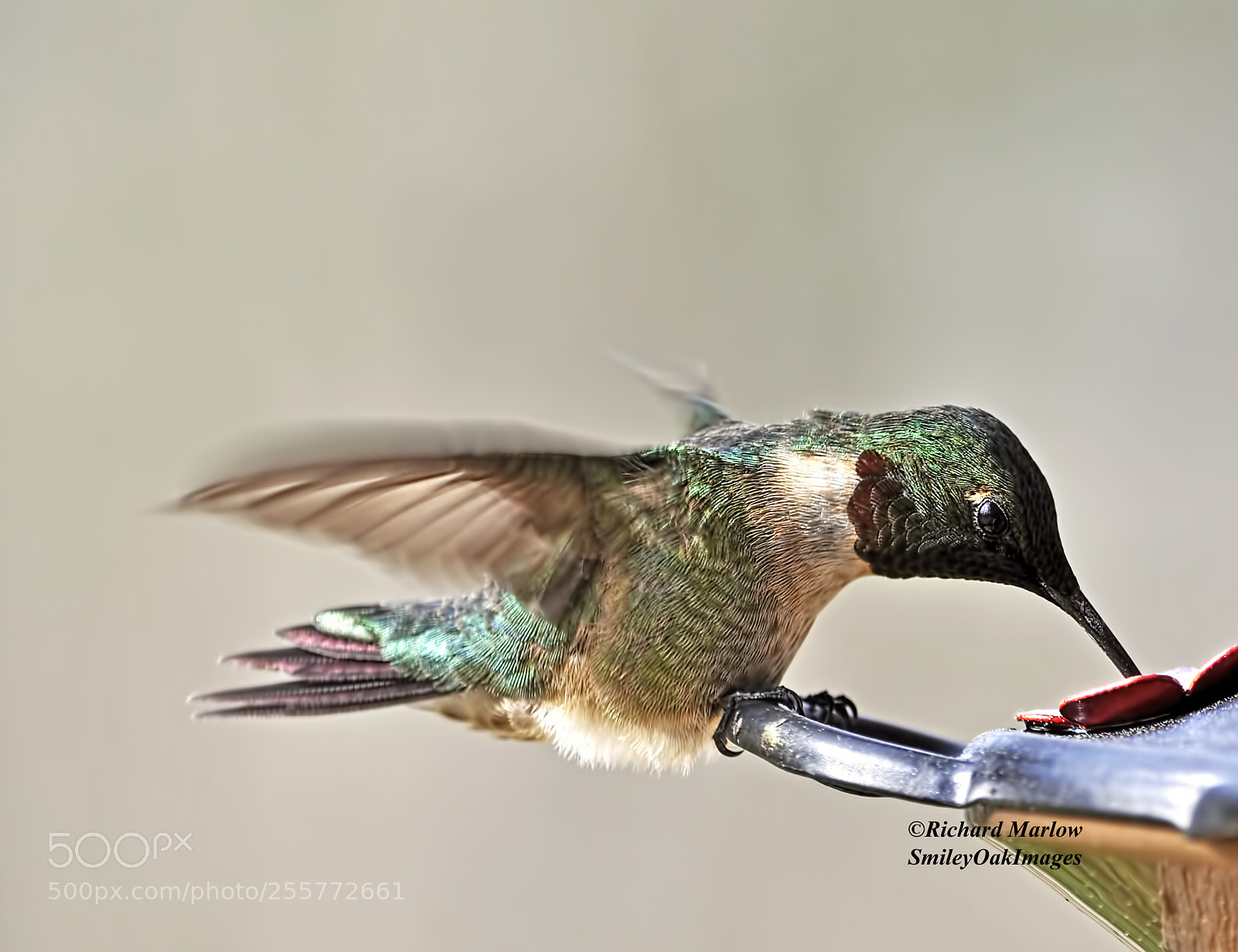 Nikon D5000 sample photo. Hummingbird photography