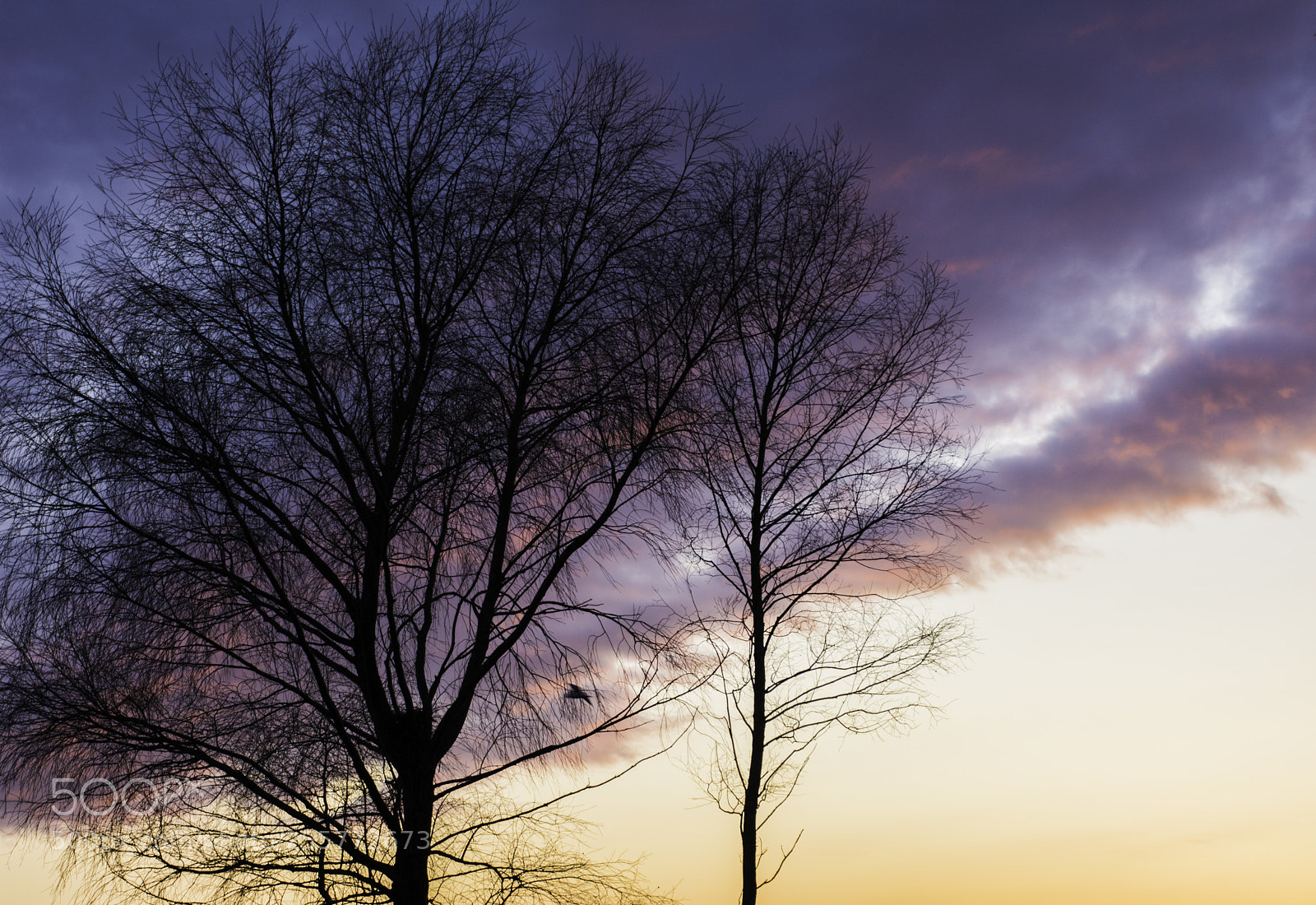 Nikon D7200 sample photo. 2 trees. photography