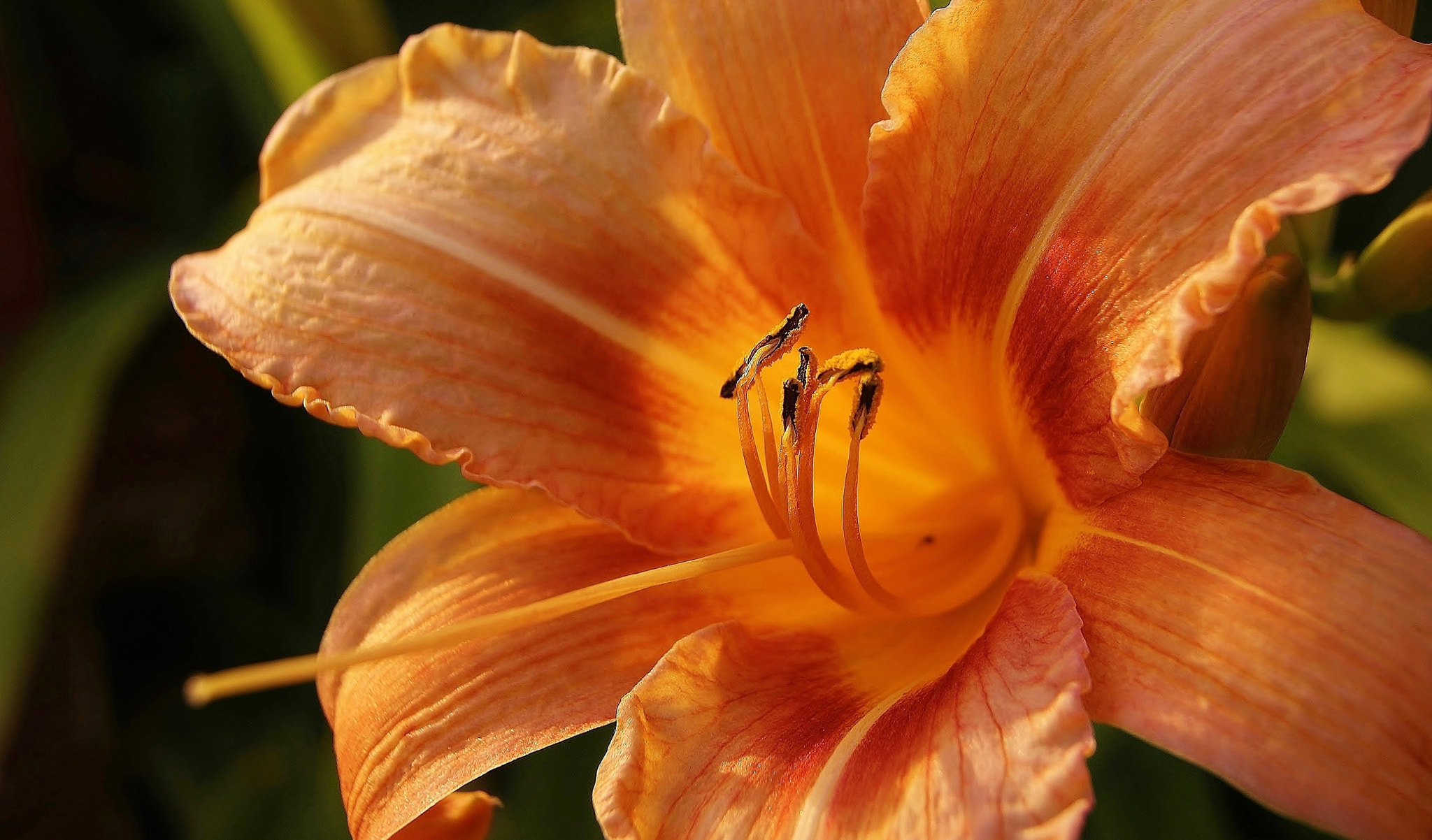 Sony Alpha DSLR-A380 sample photo. A sunset lily memory ... photography