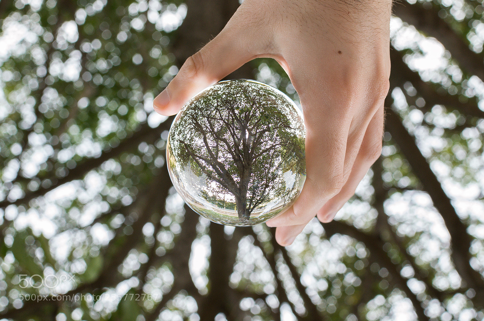 Nikon D3200 sample photo. The circle of life photography