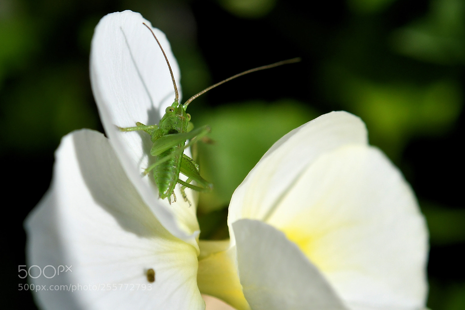 Nikon D500 sample photo. Untitled photography