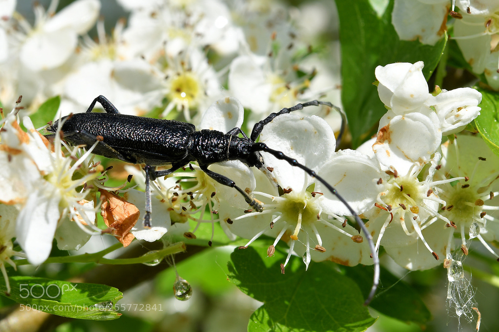 Nikon D500 sample photo. Untitled photography
