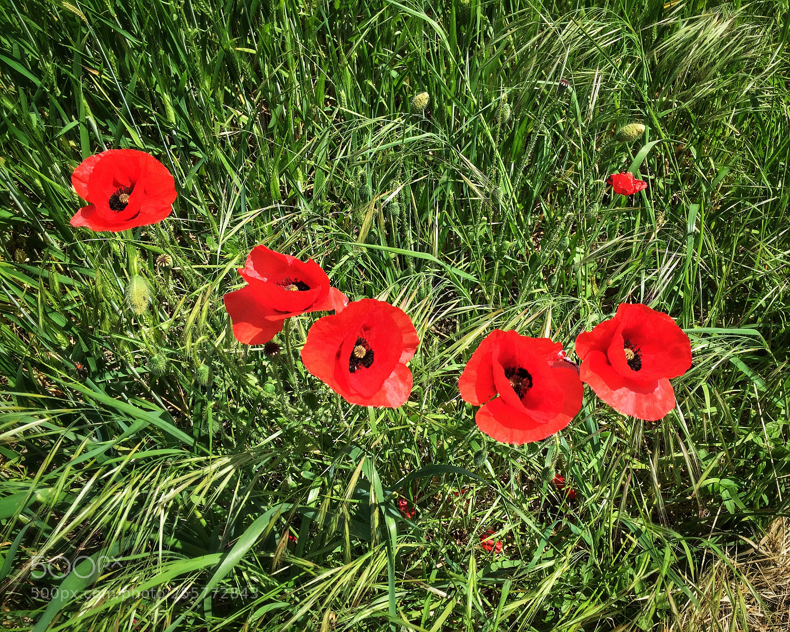 Apple iPhone 6 Plus sample photo. Casoli - italy photography
