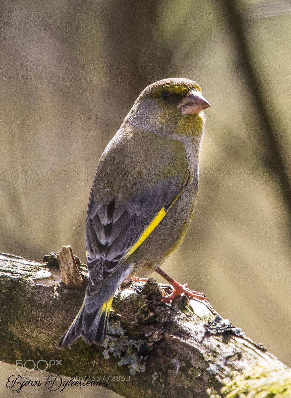 Canon EOS-1D X Mark II sample photo. Greenfinch photography