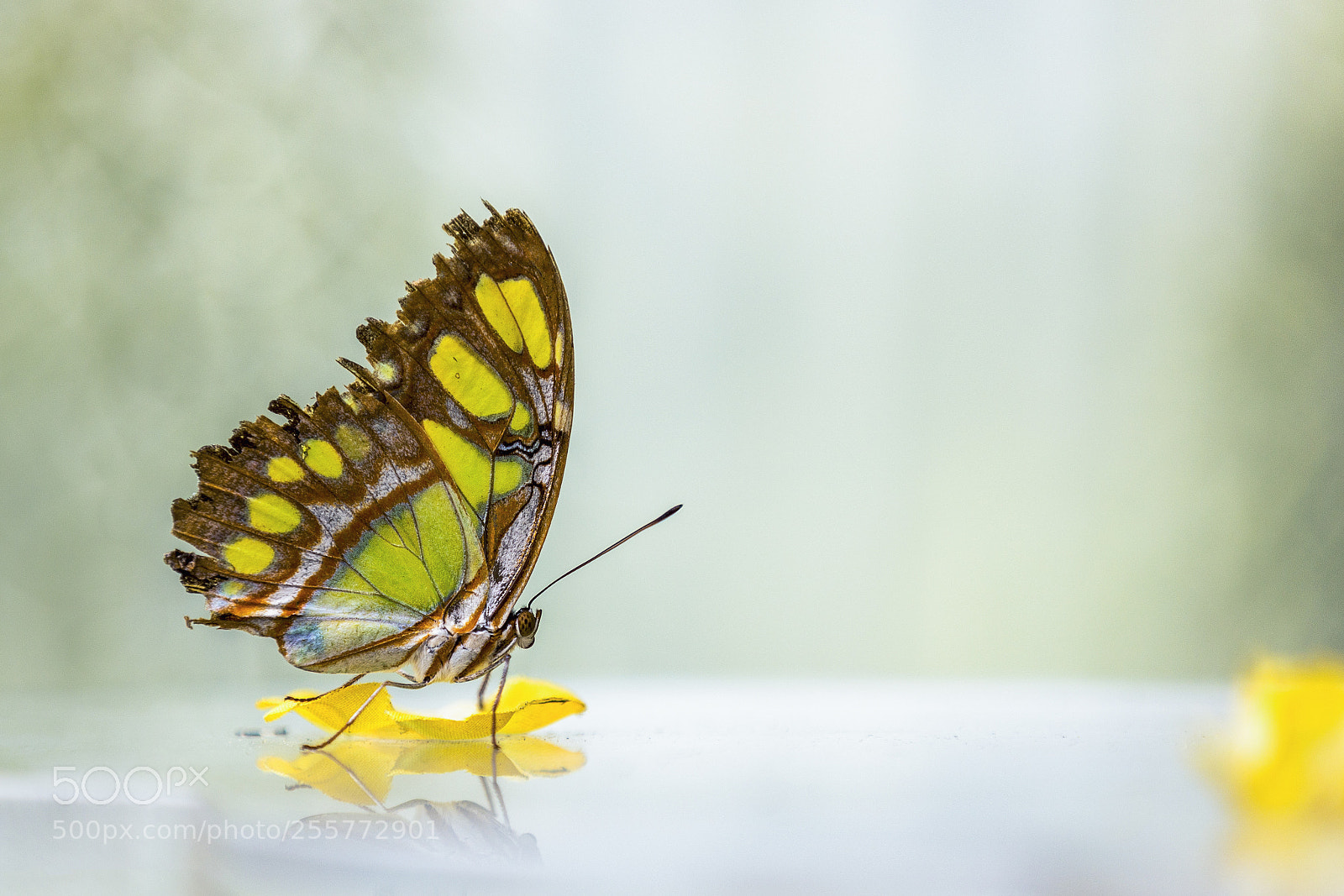 Canon EOS 6D sample photo. Malachite butterfly | siproeta stelenes photography