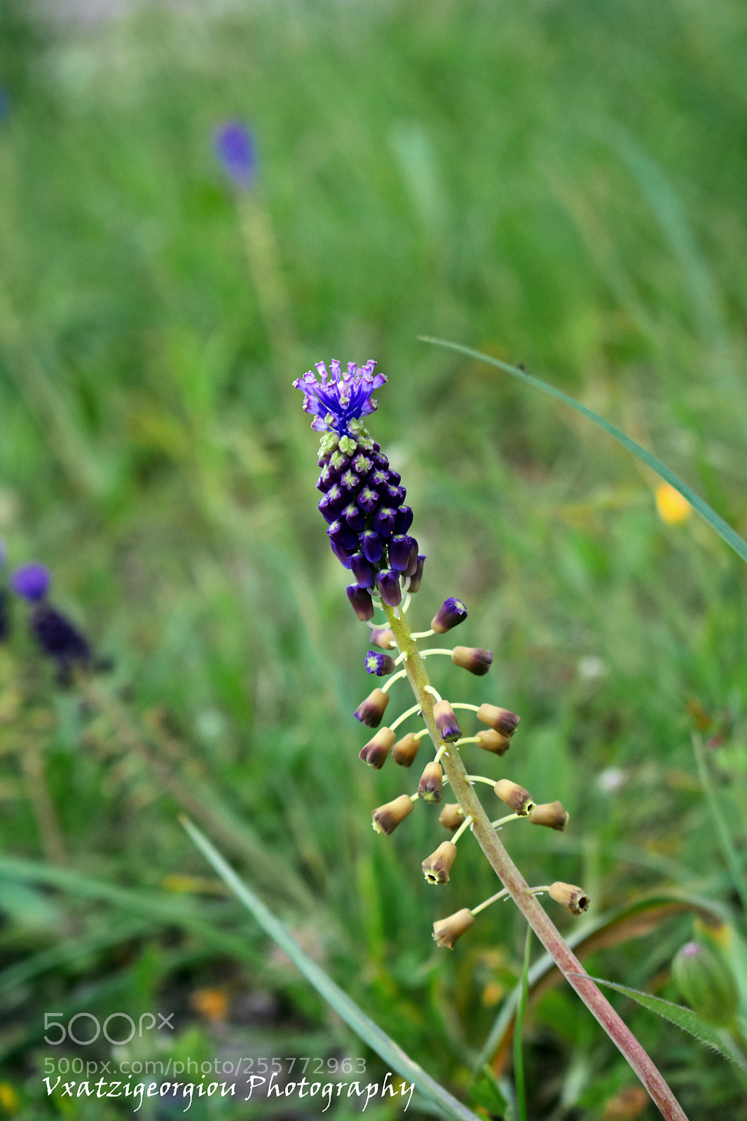 Nikon D3400 sample photo. Flower photography