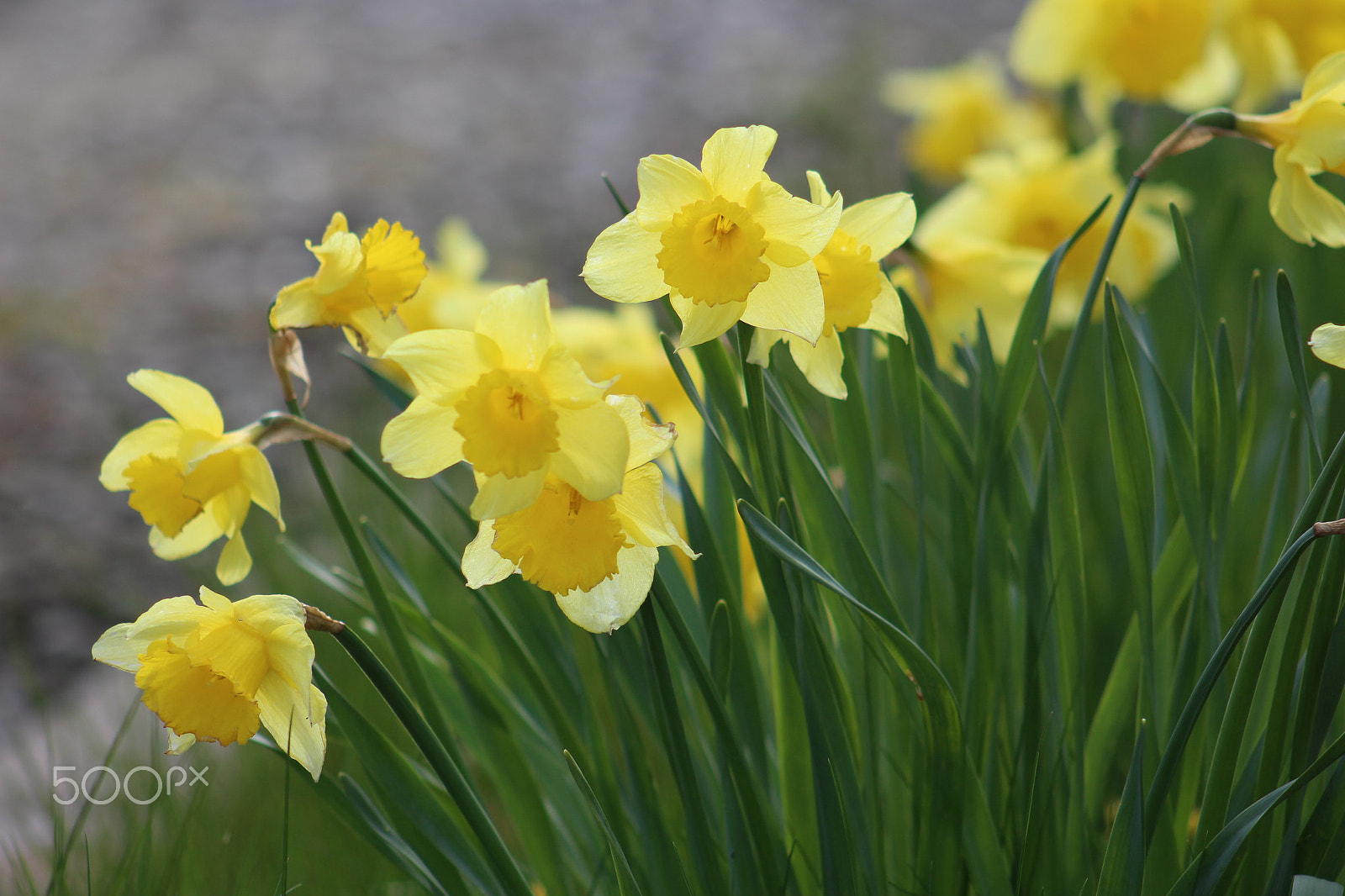Canon EF 75-300mm f/4-5.6 sample photo. Garden daffodils omagh photography