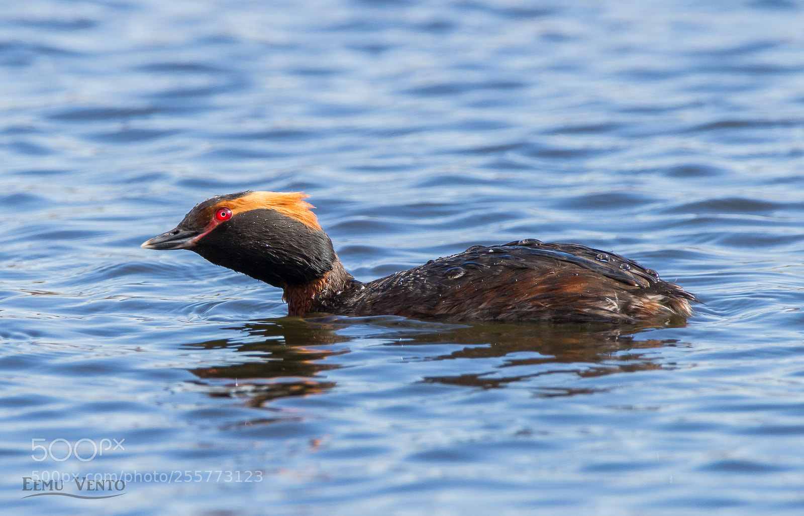 Canon EOS 700D (EOS Rebel T5i / EOS Kiss X7i) sample photo. Slavonian grebe photography