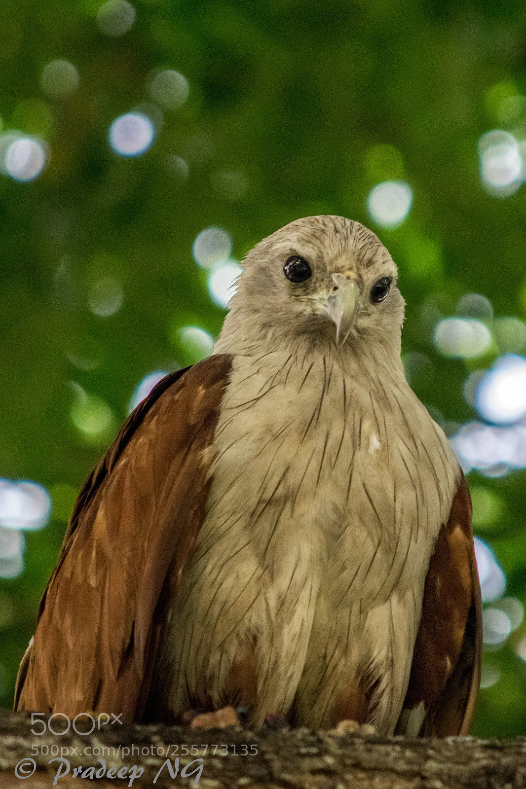 Nikon D3300 sample photo. Brahminy kite photography