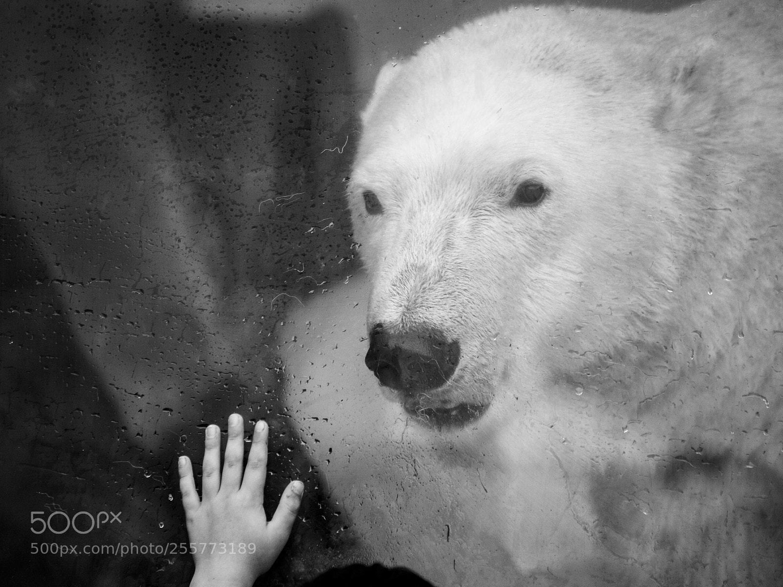 Canon EOS 5D Mark II sample photo. Bear and hand photography