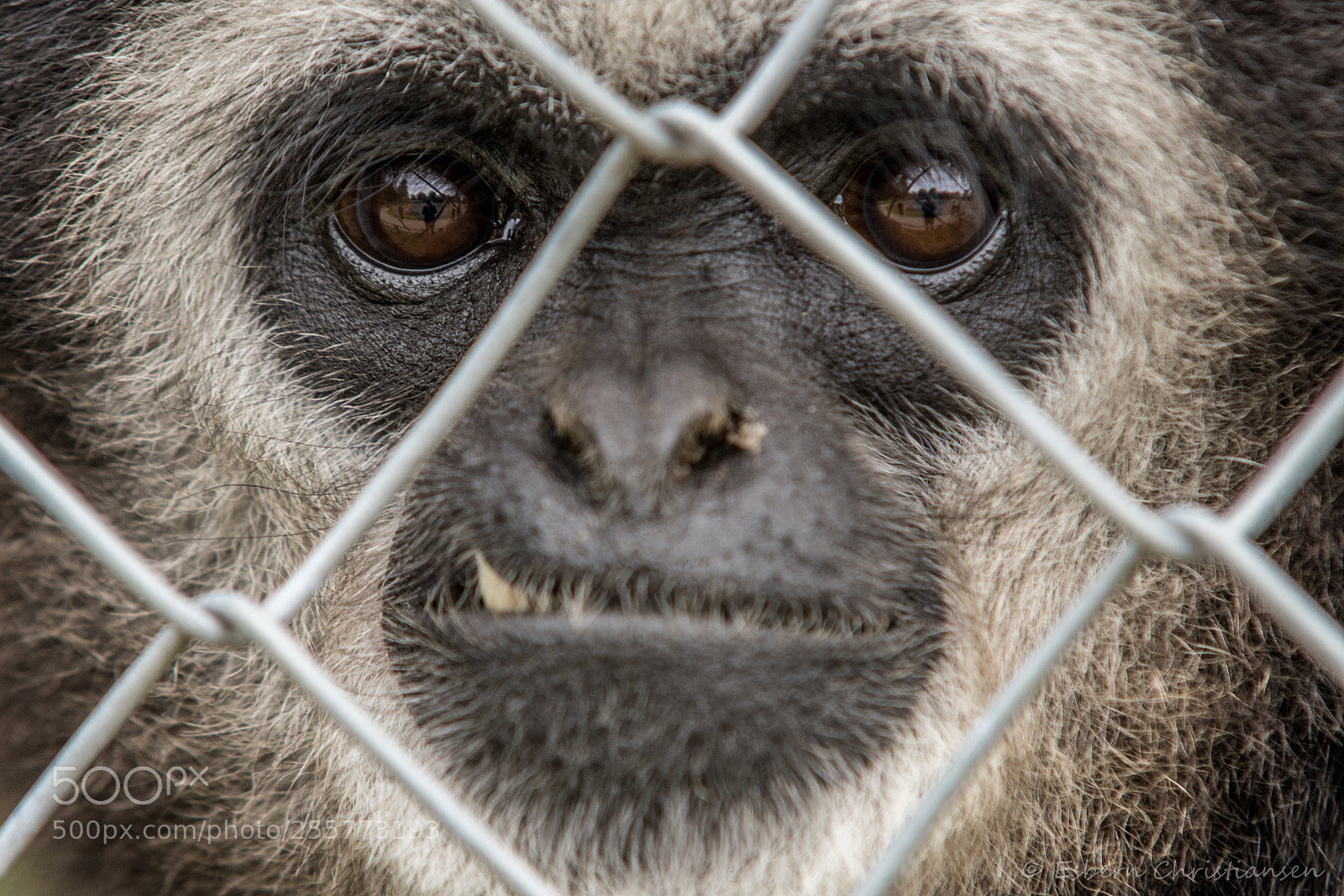 Nikon D500 sample photo. Lar gibbon photography