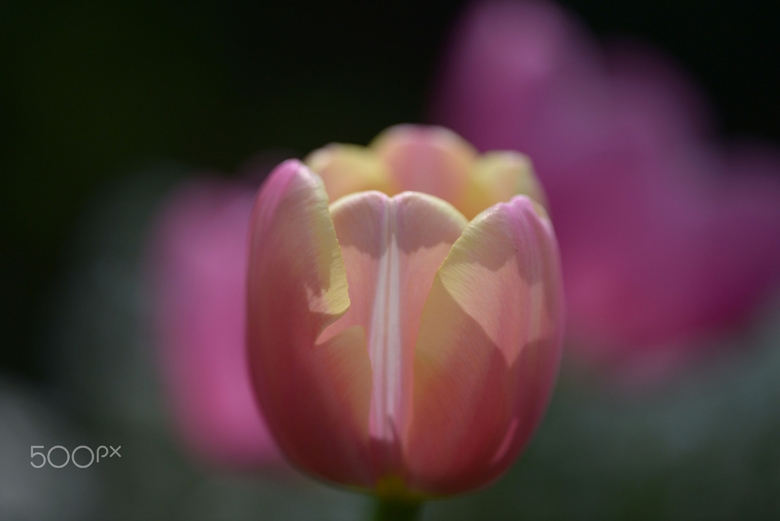 Sigma 150mm F2.8 EX DG OS Macro HSM sample photo. Soft tulips photography