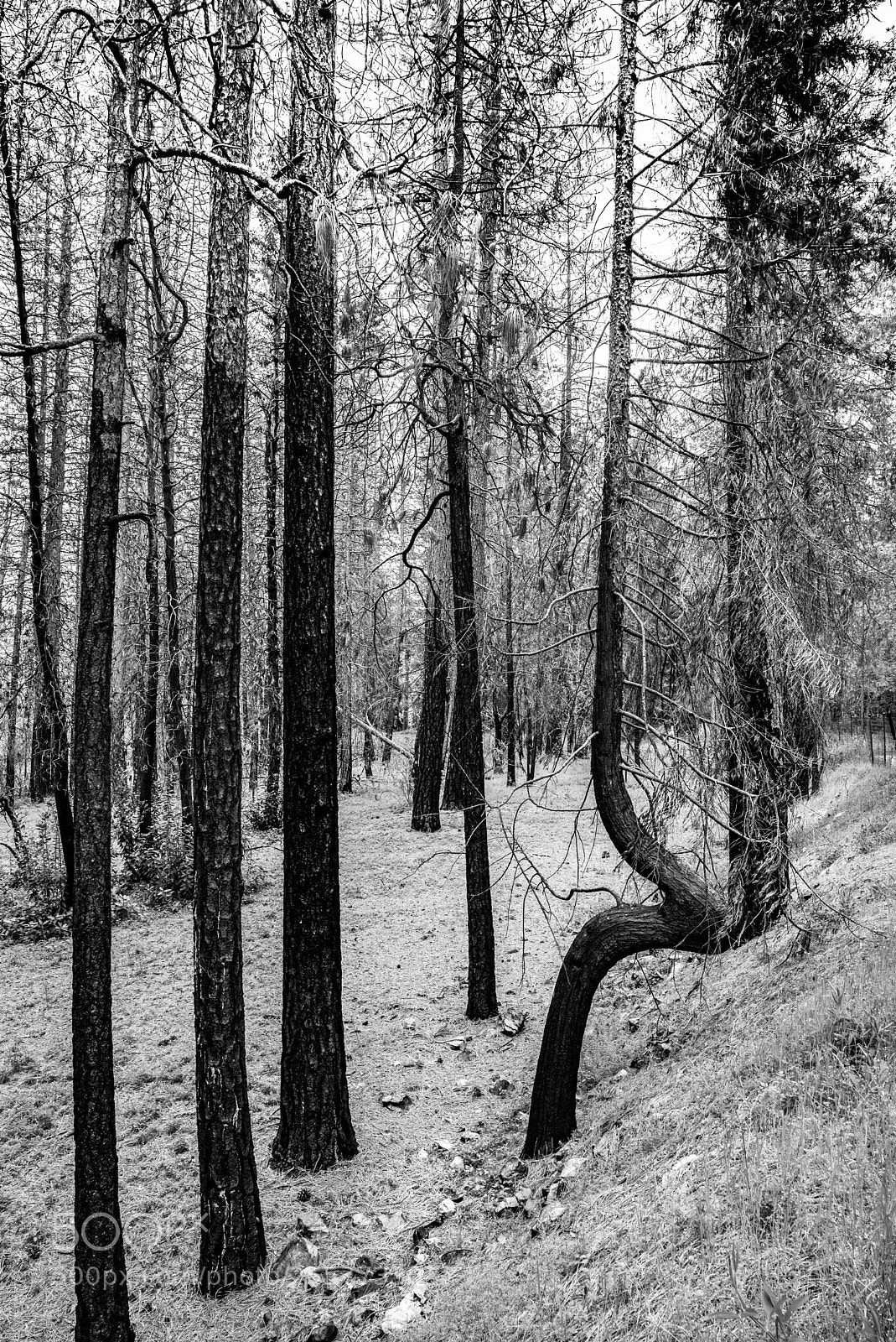 Leica M (Typ 240) sample photo. Sierra's 72 photography