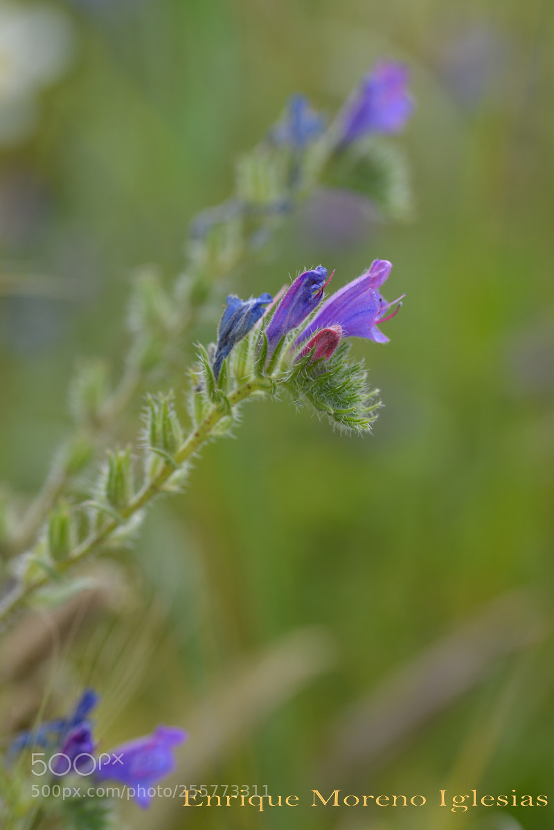 Nikon D610 sample photo. Emi photography