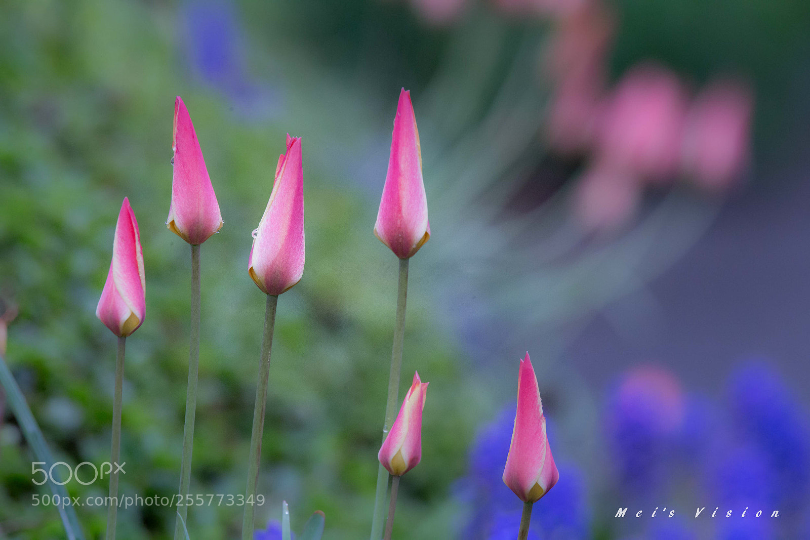Canon EOS 6D sample photo. Tulips  photography